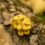 Cordyceps: The Neural Network that Controls You by Marina Karlova 