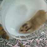 The Monetization Hamster Wheel